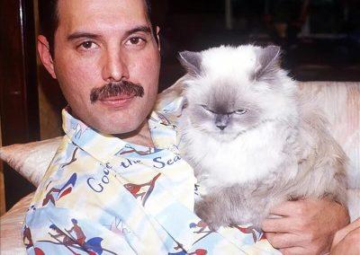 Freddie Mercury avait une passion pour les chats et il en aurait possédé jusqu'à 10. Tom, Jerry, Oscar, Lily, Delilah, Goliath, Dorothy, Miko, Tiffany et Romeo.